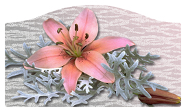 DASHELL-023 Pink Lily